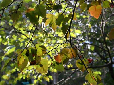 Hawthorne Tree Foliage