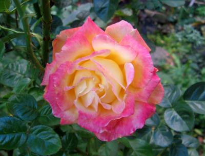 Love &  Peace Rose