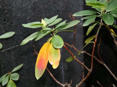 Rhododendron Foliage