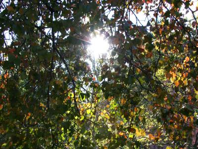 Sunlight in a Hawthorne Tree