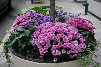 Street Garden