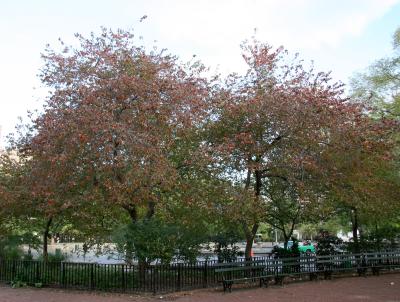 Hawthorne Trees