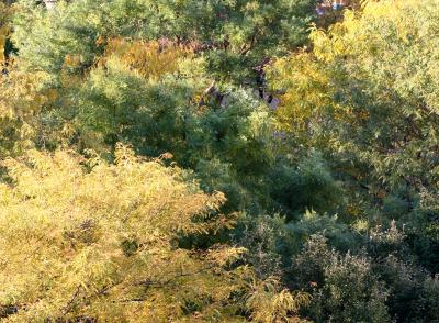 November Foliage - Locust & Scholar Trees