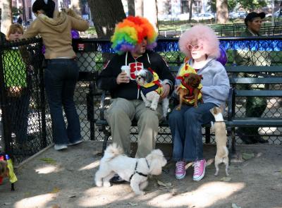 Halloween Party at the Small Dog Run
