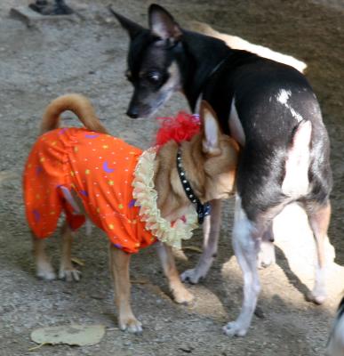 Halloween Party at the Small Dog Run