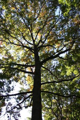 Pin Oak or Quercus palustris 