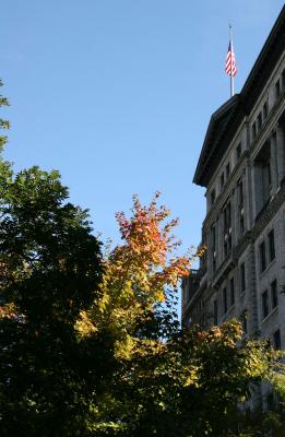 Maple Foliage at Washington Square East