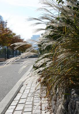 Grass at the Access & Bicycle Roadway - Downtown View
