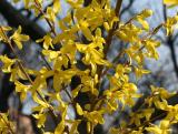 Forsythia