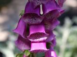 Foxglove