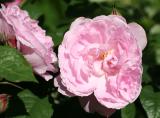 Peonies