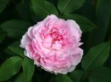Marchesa Boccella Rose