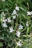 Gaura
