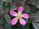 Glauca Rose