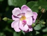 Rosa eglanteria