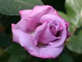Paradise - Cream Lavender Rose  WSP