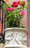 Red Rose Bush on Waverly Place Stoop