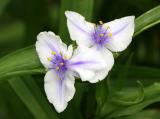 Tradescantia