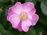 Rosa eglanteria
