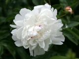 White Peony