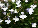 Lobelia