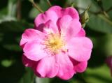 Sweet Chariot Rose