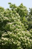 Catalpa Tree Blossoms