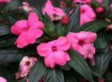 Impatiens WSE