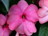 Impatiens WSE