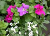 Petunias & Potentilla