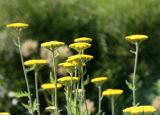 Yarrow