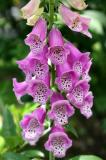 Foxglove