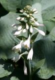 Hosta Blossoms