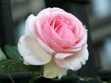 Rose 505
