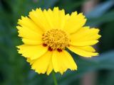 Coreopsis Aster