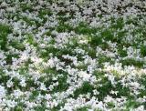 Catalpa Blossoms