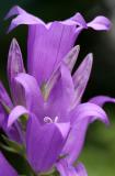 Campanula