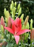 Lilies