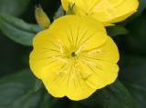 Evening Primrose