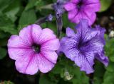 Petunias