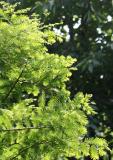 Golden Larch Tree Branches