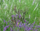 Lavender  & Grass