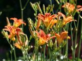 Day Lilies