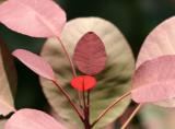 Smoke Tree - Cotinus coggygria