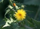 Dandelion Time Landscape Garden