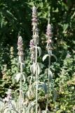 Stachys or Lambs Ear