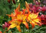 Lilies