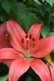 Lily