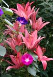 Lilies & Morning Glories