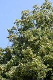 Linden Tree Blossoms